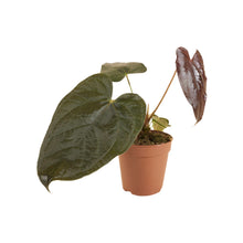 Load image into Gallery viewer, Anthurium &#39;Queen of Hearts&#39; - Root Houseplants
