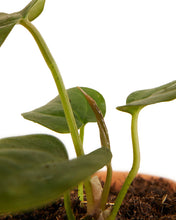 Load image into Gallery viewer, Anthurium &#39;Queen of Hearts&#39; - Root Houseplants
