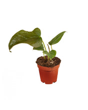 Load image into Gallery viewer, Anthurium &#39;Queen of Hearts&#39; - Root Houseplants
