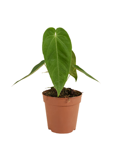 Anthurium queremalense - Root Houseplants