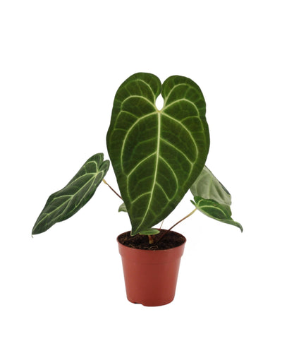 Anthurium regale - Root Houseplants