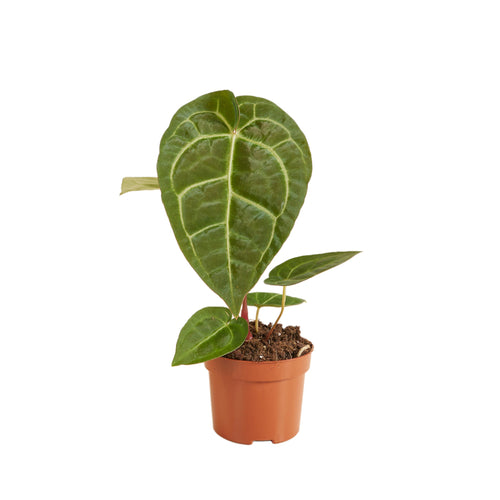 Anthurium Regale x Magnificum - Root Houseplants