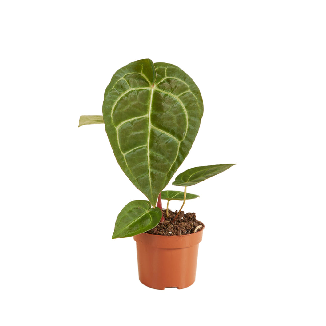 Anthurium Regale x Magnificum - Root Houseplants