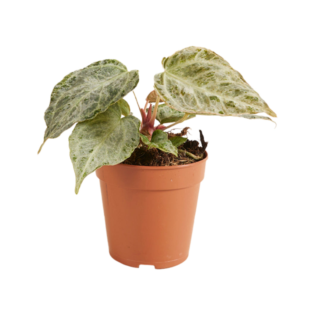 Anthurium 'Silver Blush' Mint - Root Houseplants