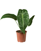 Load image into Gallery viewer, Anthurium veitchii - Root Houseplants
