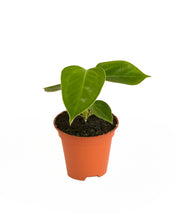 Load image into Gallery viewer, Anthurium veitchii - Root Houseplants
