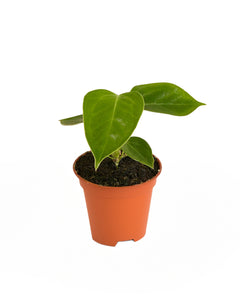 Anthurium veitchii - Root Houseplants