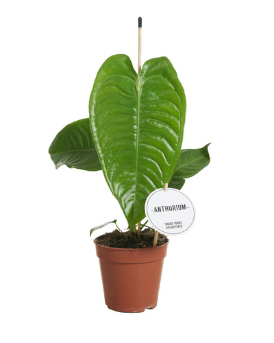Anthurium veitchii - Root Houseplants