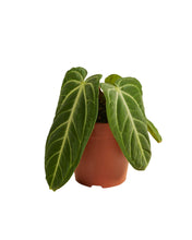 Charger l&#39;image dans la galerie, Anthurium villenaorum - Root Houseplants
