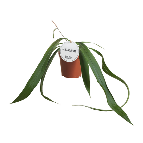 Anthurium vittariifolium - Root Houseplants