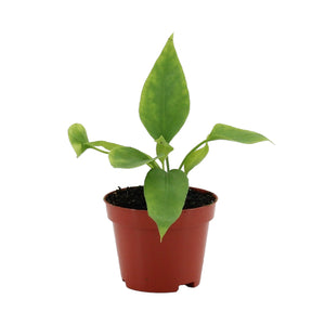 Anthurium vittariifolium - Root Houseplants