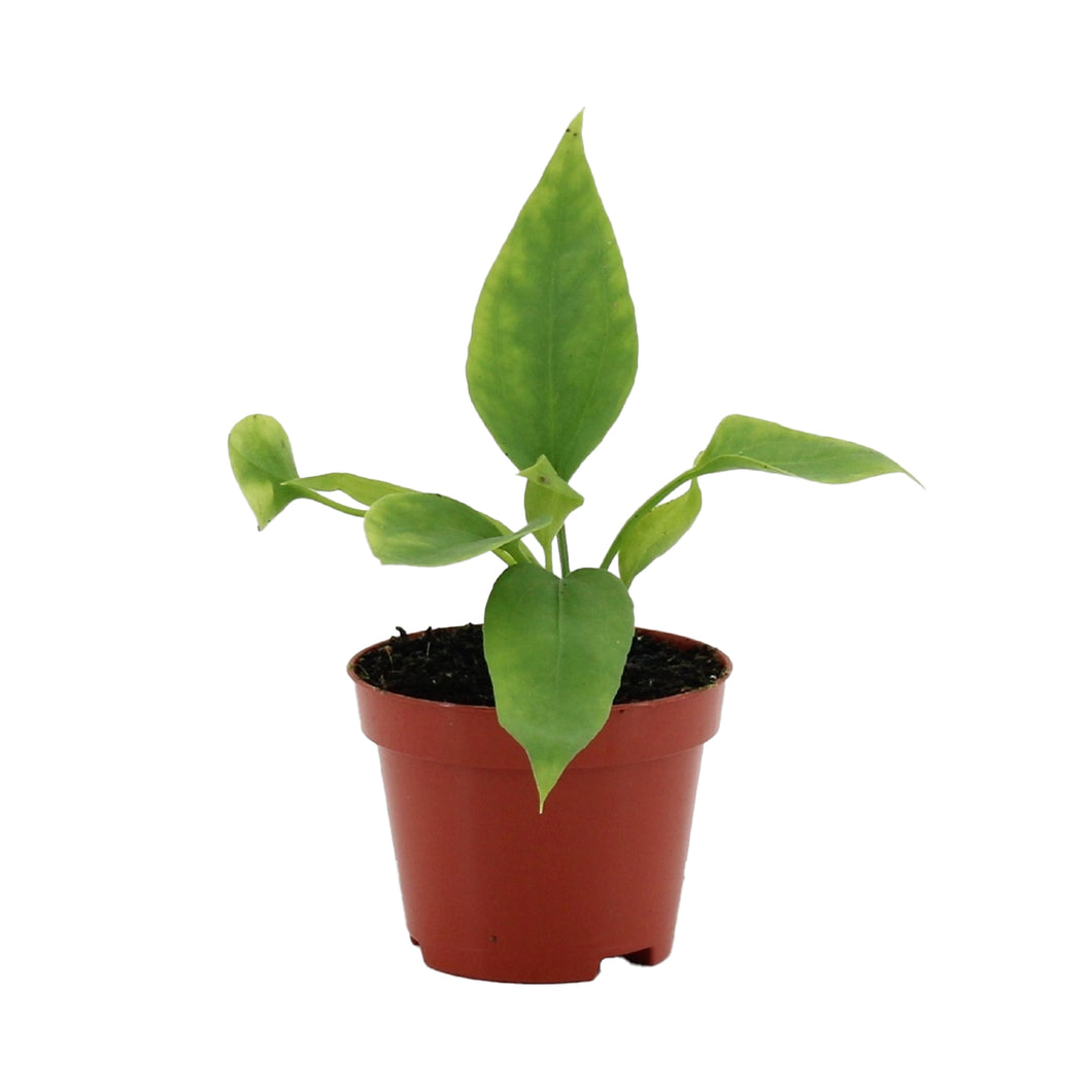Anthurium vittariifolium - Root Houseplants