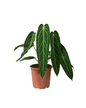 Load image into Gallery viewer, Anthurium warocqueanum - Root Houseplants

