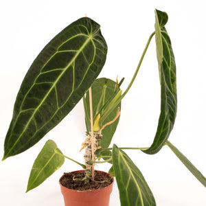 Anthurium warocqueanum - Root Houseplants