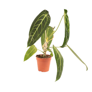 Anthurium warocqueanum - Root Houseplants