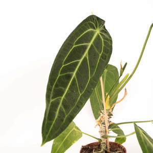 Anthurium warocqueanum - Root Houseplants