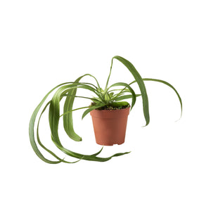 Anthurium wendlingeri - Root Houseplants
