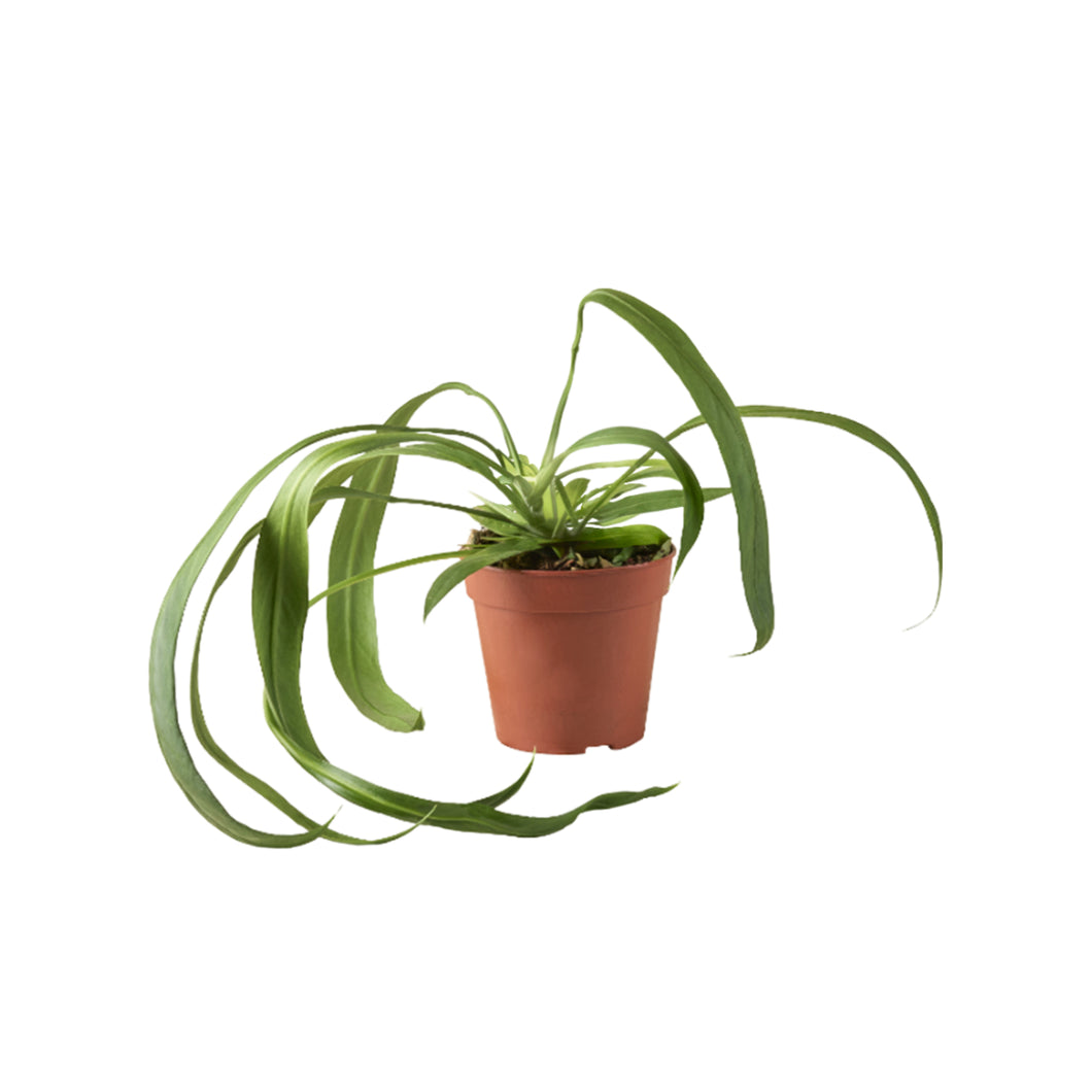 Anthurium wendlingeri - Root Houseplants