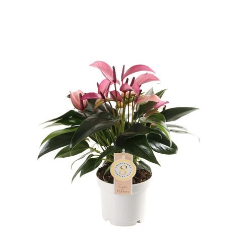 Anthurium 'Zizou' - Root Houseplants