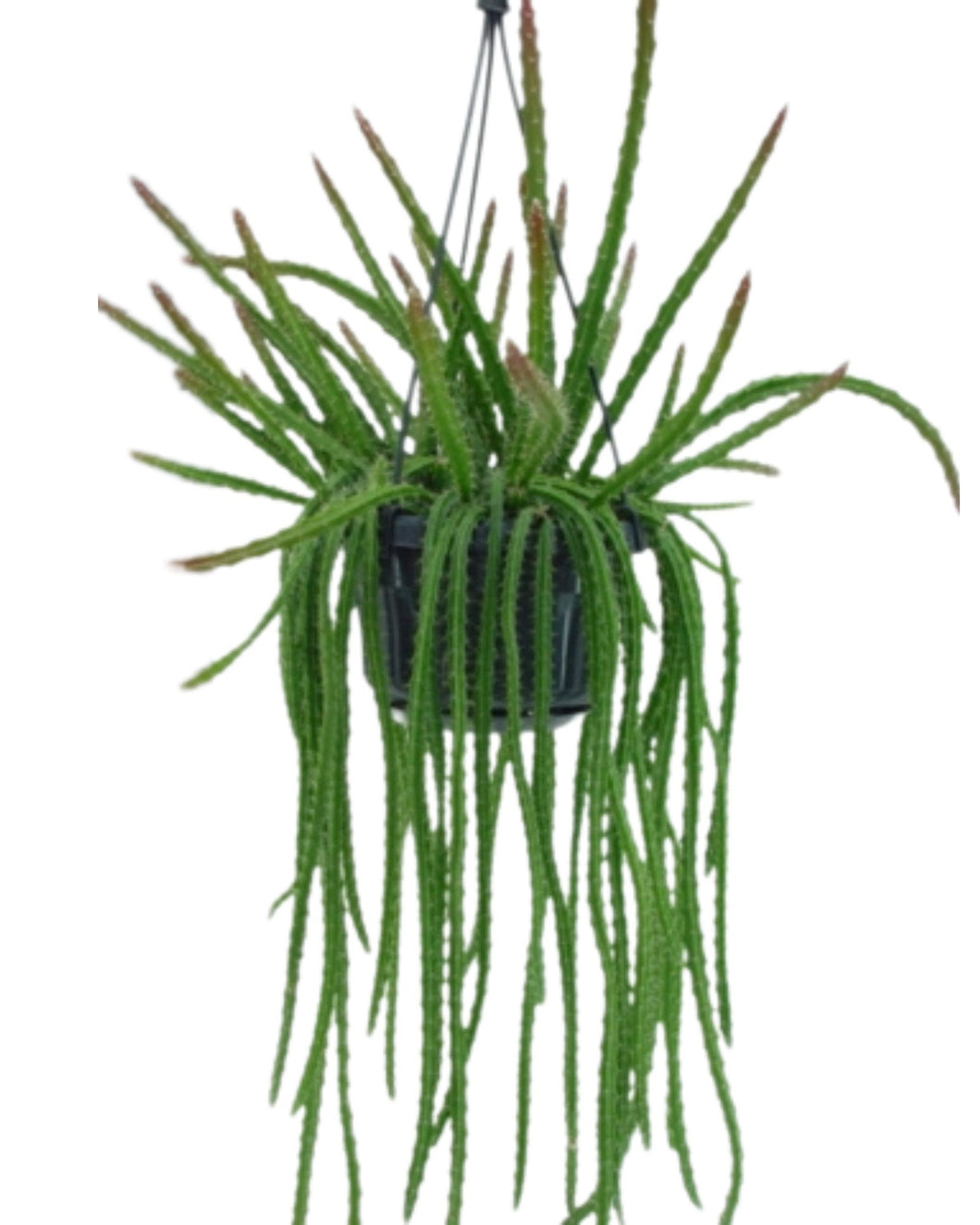 Aporocactus 'Melanie' - Root Houseplants
