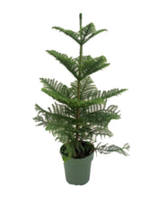 Charger l&#39;image dans la galerie, Araucaria heterophylla - Norfolk Island Pine - Root Houseplants
