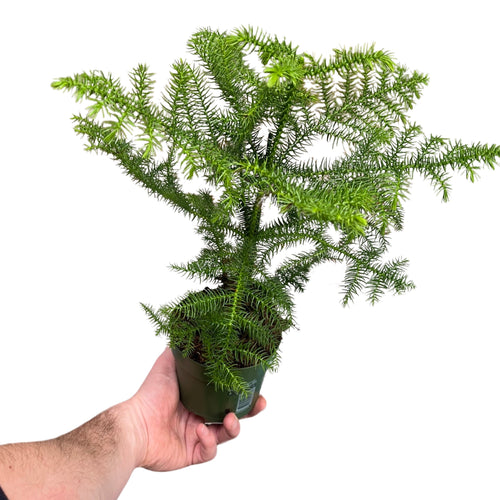 Araucaria heterophylla - Norfolk Island Pine - Root Houseplants
