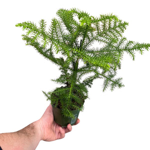 Araucaria heterophylla - Norfolk Island Pine - Root Houseplants