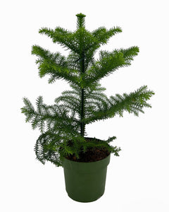 Araucaria heterophylla - Norfolk Island Pine - Root Houseplants