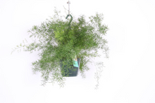 Charger l&#39;image dans la galerie, Asparagus densiflorus &#39;Sprengeri&#39; - Root Houseplants
