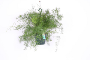 Asparagus densiflorus 'Sprengeri' - Root Houseplants
