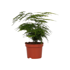 Asparagus setaceus - Asparagus fern - Root Houseplants