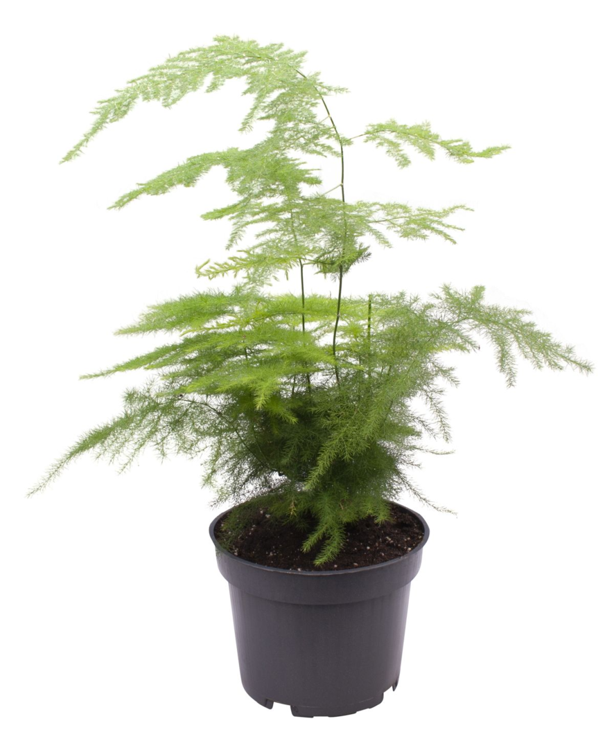 Asparagus setaceus - Asparagus fern - Root Houseplants