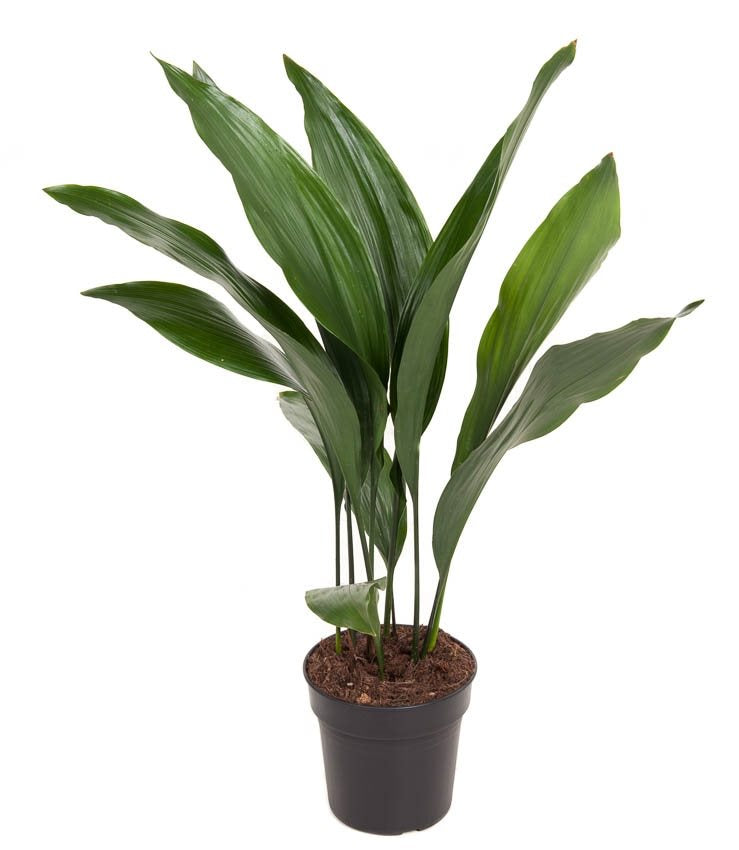 Aspidistra elatior - Root Houseplants