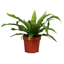 Load image into Gallery viewer, Asplenium antiquum - Root Houseplants
