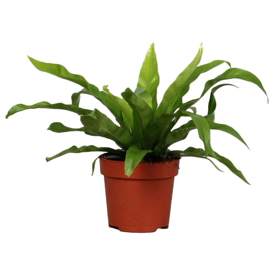Asplenium antiquum - Root Houseplants