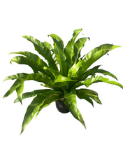 Load image into Gallery viewer, Asplenium antiquum - Root Houseplants
