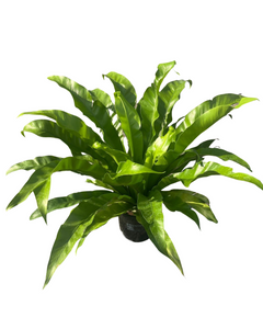 Asplenium antiquum - Root Houseplants
