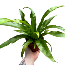 Load image into Gallery viewer, Asplenium antiquum - Root Houseplants
