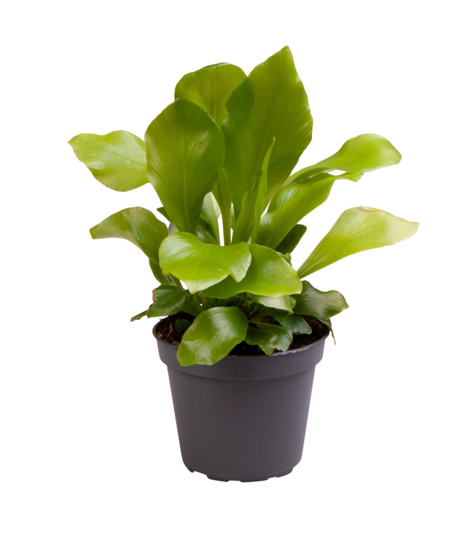 Asplenium nidus - Bird's nest fern - Root Houseplants