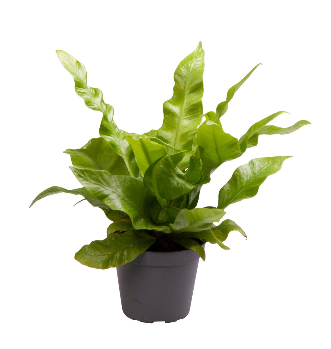 Asplenium nidus 'Crispy Wave' - Root Houseplants