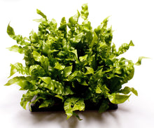Charger l&#39;image dans la galerie, Asplenium nidus &#39;Crispy Wave&#39; - Root Houseplants
