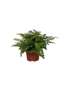 Asplenium 'Parvati' - Root Houseplants