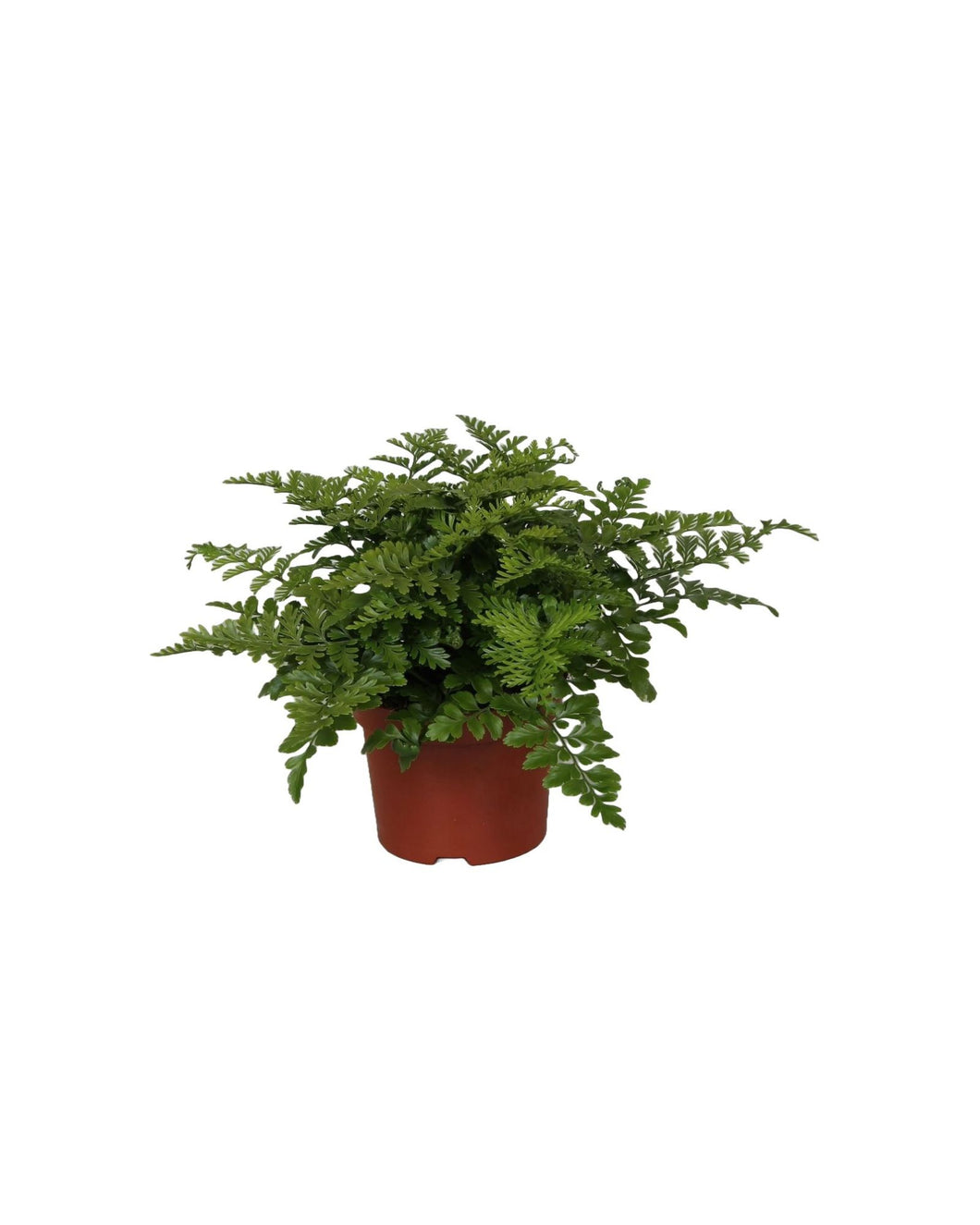 Asplenium 'Parvati' - Root Houseplants