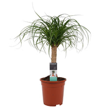 Load image into Gallery viewer, Beaucarnea recurvata - Root Houseplants
