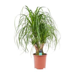 Beaucarnea recurvata - Root Houseplants