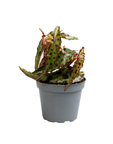 Begonia amphioxus - Root Houseplants
