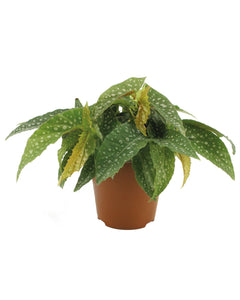 Begonia 'Double Dot' - Root Houseplants