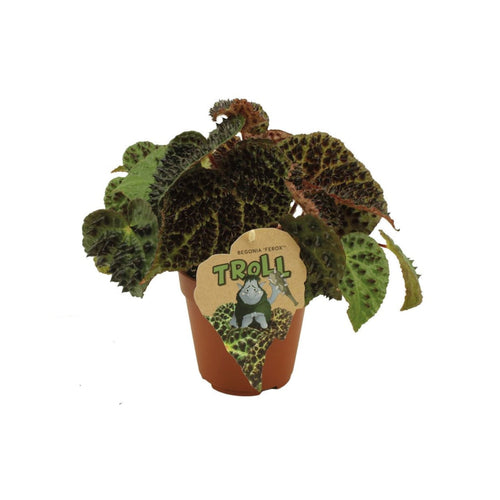 Begonia ferox - Root Houseplants