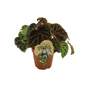 Begonia ferox - Root Houseplants