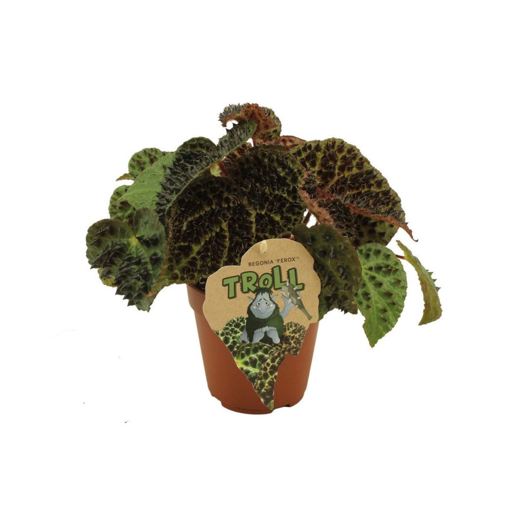 Begonia ferox - Root Houseplants